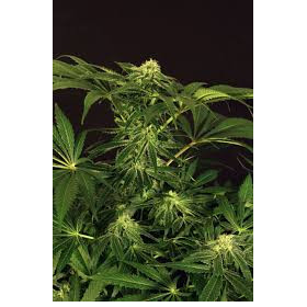 Green Gummy - EXOTIC SEED | TanieSianie.pl