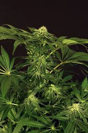 Green Gummy - EXOTIC SEED | TanieSianie.pl