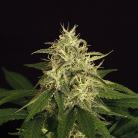 Mango Cream - EXOTIC SEED | TanieSianie.pl