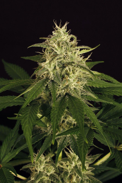 Mango Cream - EXOTIC SEED | TanieSianie.pl