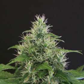 Lemon Candy - EXOTIC SEED | TanieSianie.pl