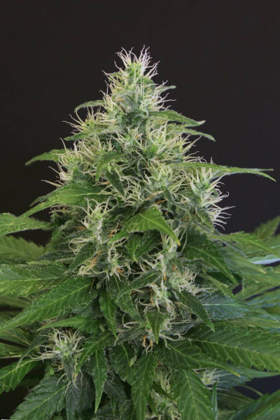Lemon Candy - EXOTIC SEED | TanieSianie.pl