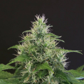 Lemon Candy - EXOTIC SEED