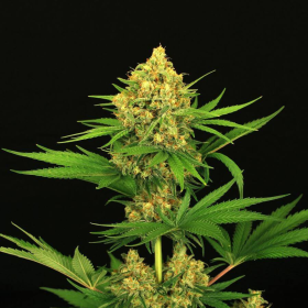 Tangerine Kush - EXOTIC SEED | TanieSianie.pl
