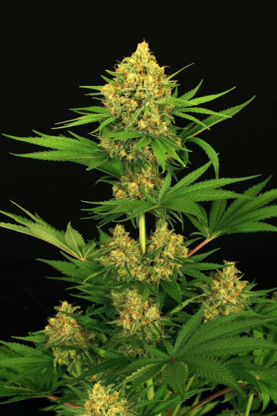 Tangerine Kush - EXOTIC SEED | TanieSianie.pl