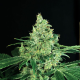 Sir Jack - EXOTIC SEED | TanieSianie.pl
