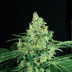 Sir Jack - EXOTIC SEED | TanieSianie.pl