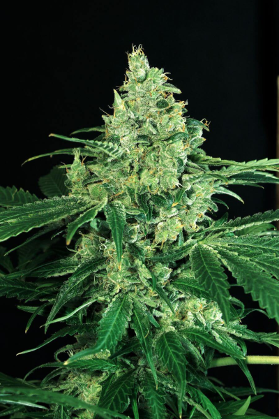 Sir Jack - EXOTIC SEED | TanieSianie.pl