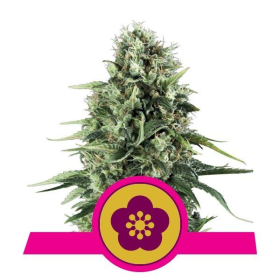Power Flower - ROYAL QUEEN SEEDS | TanieSianie.pl