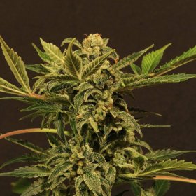 Russian Automatic - EXOTIC SEED | TanieSianie.pl