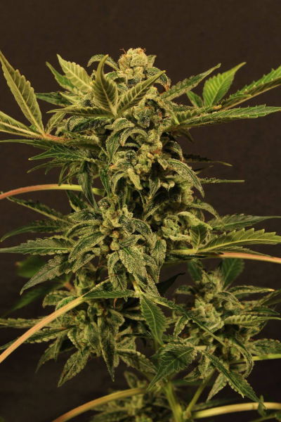 Russian Automatic - EXOTIC SEED | TanieSianie.pl