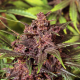 Black Haze Auto - EXOTIC SEED | TanieSianie.pl