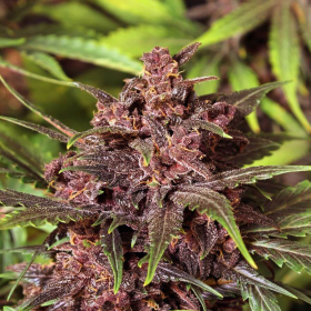 Black Haze Auto - EXOTIC SEED | TanieSianie.pl