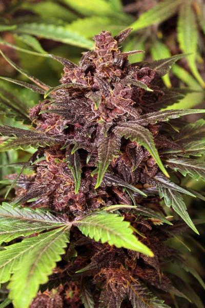 Black Haze Auto - EXOTIC SEED | TanieSianie.pl