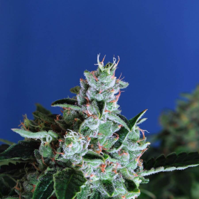 Sir Jack Auto - EXOTIC SEED | TanieSianie.pl