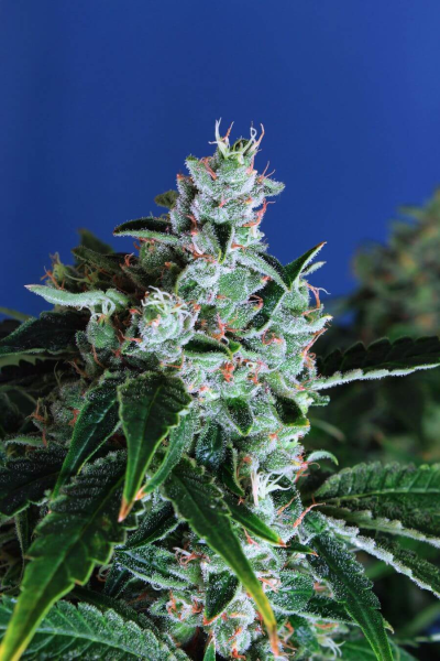 Sir Jack Auto - EXOTIC SEED | TanieSianie.pl