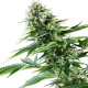 Power Flower - ROYAL QUEEN SEEDS | TanieSianie.pl