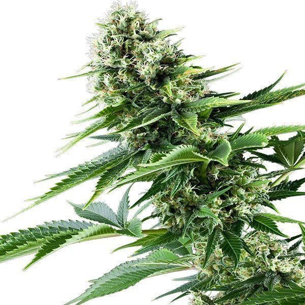 Power Flower - ROYAL QUEEN SEEDS | TanieSianie.pl