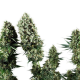 Power Flower - ROYAL QUEEN SEEDS | TanieSianie.pl