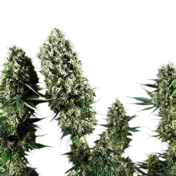Power Flower - ROYAL QUEEN SEEDS | TanieSianie.pl