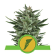 Quick One Autoflowering - ROYAL QUEEN SEEDS | TanieSianie.pl