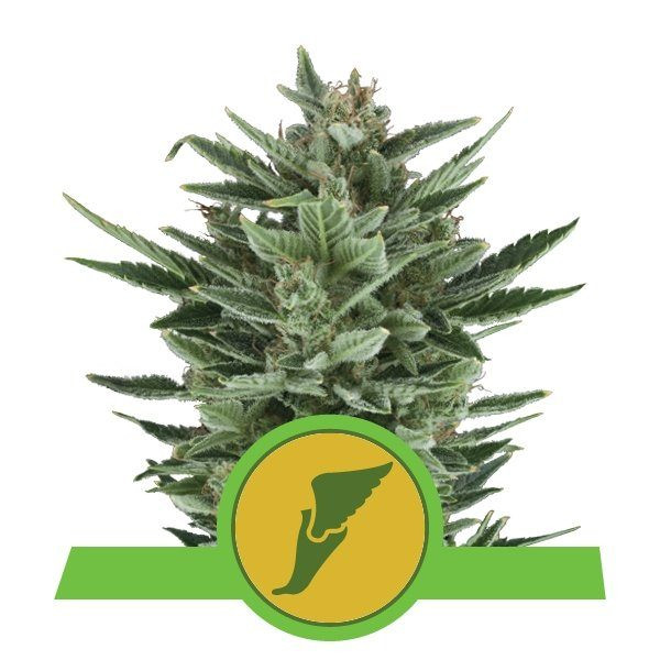 Quick One Autoflowering - ROYAL QUEEN SEEDS | TanieSianie.pl