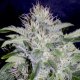 24 Carat - MEPHISTO GENETICS | TanieSianie.pl