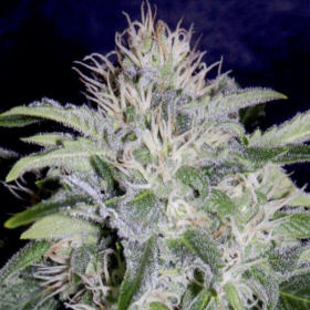 24 Carat - MEPHISTO GENETICS | TanieSianie.pl
