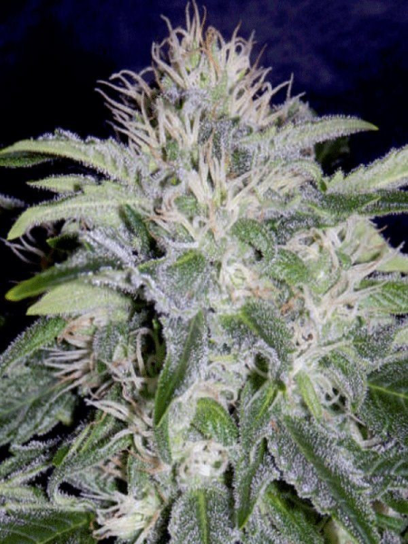 24 Carat - MEPHISTO GENETICS | TanieSianie.pl