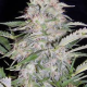 Auto Blues - MEPHISTO GENETICS | TanieSianie.pl