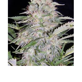 Auto Blues - MEPHISTO GENETICS | TanieSianie.pl