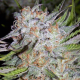 Chem City Blues - MEPHISTO GENETICS | TanieSianie.pl