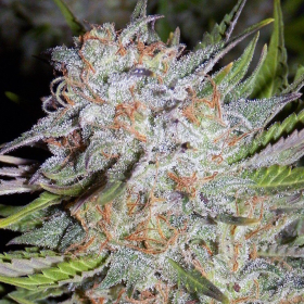 Chem City Blues - MEPHISTO GENETICS | TanieSianie.pl