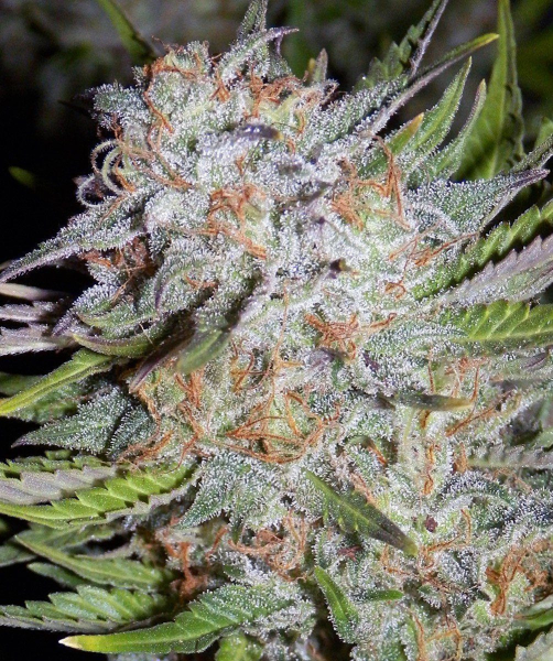 Chem City Blues - MEPHISTO GENETICS | TanieSianie.pl
