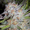 Chem City Blues - MEPHISTO GENETICS
