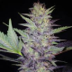 Deep Blue C F2 - MEPHISTO GENETICS | TanieSianie.pl