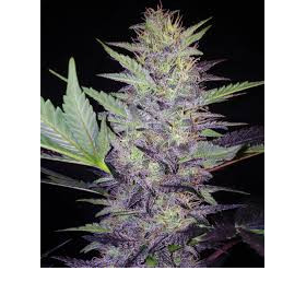 Deep Blue C F2 - MEPHISTO GENETICS | TanieSianie.pl