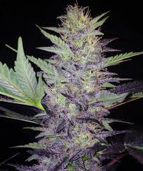 Deep Blue C F2 - MEPHISTO GENETICS | TanieSianie.pl