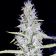 Fantasmo Express - MEPHISTO GENETICS | TanieSianie.pl