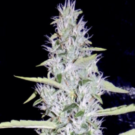 Fantasmo Express - MEPHISTO GENETICS | TanieSianie.pl