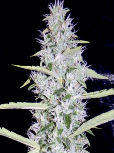 Fantasmo Express - MEPHISTO GENETICS | TanieSianie.pl