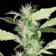 Heisenberg Special - MEPHISTO GENETICS | TanieSianie.pl
