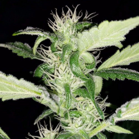 Heisenberg Special - MEPHISTO GENETICS | TanieSianie.pl