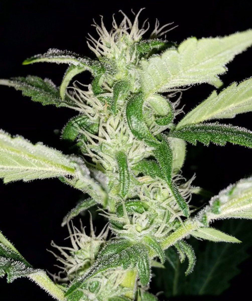 Heisenberg Special - MEPHISTO GENETICS | TanieSianie.pl