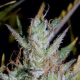 Hubbabubbasmelloscope - MEPHISTO GENETICS | TanieSianie.pl