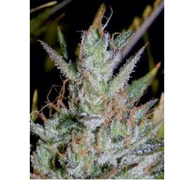 Hubbabubbasmelloscope - MEPHISTO GENETICS | TanieSianie.pl