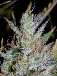 Hubbabubbasmelloscope - MEPHISTO GENETICS | TanieSianie.pl
