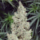 Ripley's OG - MEPHISTO GENETICS | TanieSianie.pl