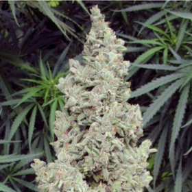 Ripley's OG - MEPHISTO GENETICS | TanieSianie.pl