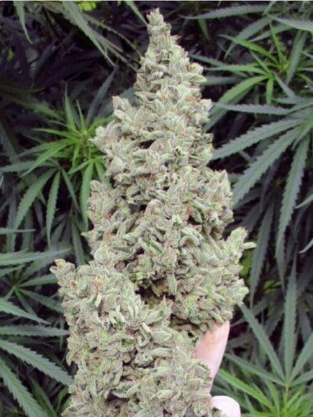 Ripley's OG - MEPHISTO GENETICS | TanieSianie.pl